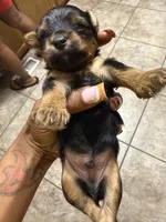 Pinky, a female Yorkshire Terrier for sale in Lithia Springs, GA – 3 of 6