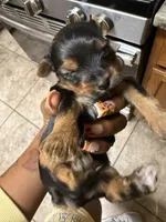 Pinky, a female Yorkshire Terrier for sale in Lithia Springs, GA – 4 of 6
