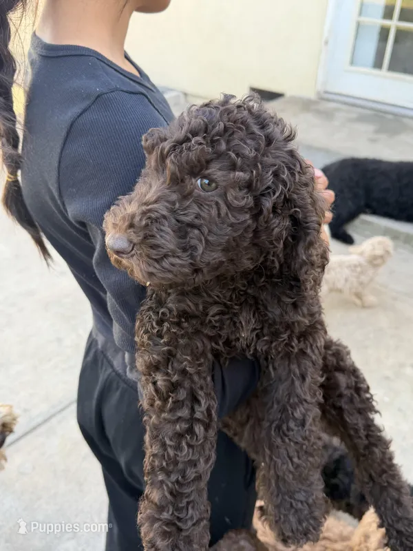 Brownie  – Labradoodle, Poodle - Standard  puppy for sale in West Covina, CA
