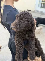 Brownie , a female Labradoodle and Poodle - Standard  for sale in West Covina, CA – Photo 1 of 4