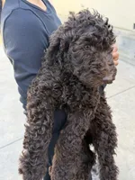 Brownie , a female Labradoodle and Poodle - Standard  for sale in West Covina, CA – Photo 3 of 4