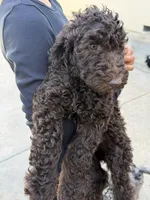 Brownie , a female Labradoodle and Poodle - Standard  for sale in West Covina, CA – Photo 4 of 4
