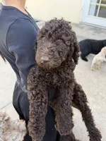 Brownie , a female Labradoodle and Poodle - Standard  for sale in West Covina, CA – Photo 2 of 4
