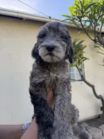 Sable , a male Labradoodle and Poodle - Standard  for sale in West Covina, CA – Photo 2 of 3