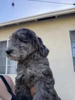 Sable , a male Labradoodle and Poodle - Standard  for sale in West Covina, CA – Photo 3 of 3