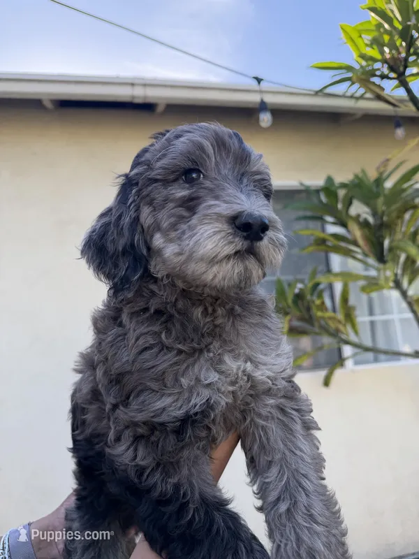 Sable  – Labradoodle, Poodle - Standard  puppy for sale in West Covina, CA