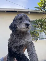 Sable , a male Labradoodle and Poodle - Standard  for sale in West Covina, CA – Photo 1 of 3