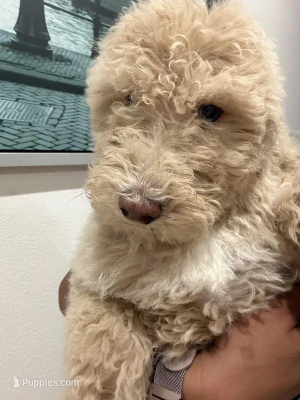 Shy  – Labradoodle puppy for sale in West Covina, CA