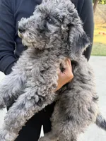 Merle , a male Labradoodle for sale in West Covina, CA – Photo 2 of 3