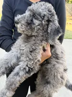 Merle , a male Labradoodle for sale in West Covina, CA – Photo 3 of 3
