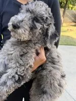 Merle , a male Labradoodle for sale in West Covina, CA – Photo 1 of 3