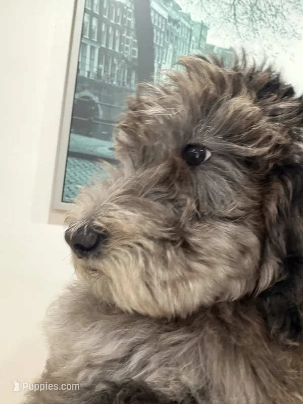 Sable  – Labradoodle, Poodle - Standard  puppy for sale in West Covina, CA