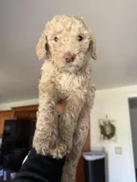 Shy , a female Labradoodle for sale in West Covina, CA – Photo 3 of 3