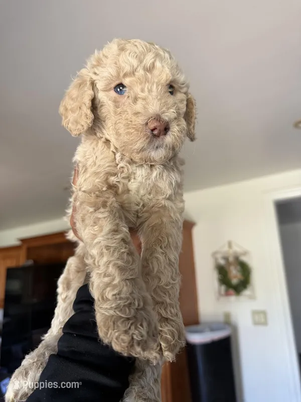 Shy  – Labradoodle puppy for sale in West Covina, CA
