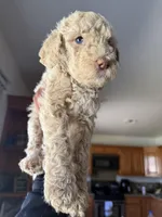 Shy , a female Labradoodle for sale in West Covina, CA – Photo 2 of 3