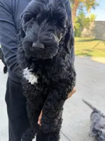 Rico, a male Labradoodle for sale in West Covina, CA – Photo 2 of 4