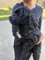 Rico, a male Labradoodle for sale in West Covina, CA – Photo 3 of 4