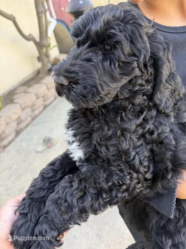 Rico – Labradoodle puppy for sale in West Covina, CA