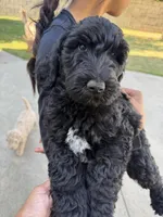 Rico, a male Labradoodle for sale in West Covina, CA – Photo 4 of 4