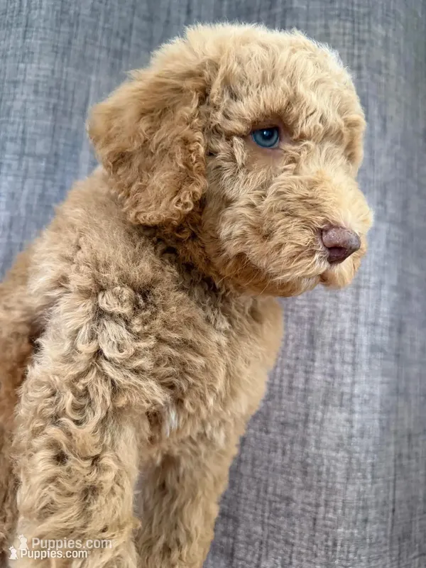 Coco – Labradoodle, Poodle - Standard  puppy for sale in West Covina, CA