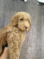 Coco, a male Labradoodle and Poodle - Standard  for sale in West Covina, CA – Photo 4 of 4