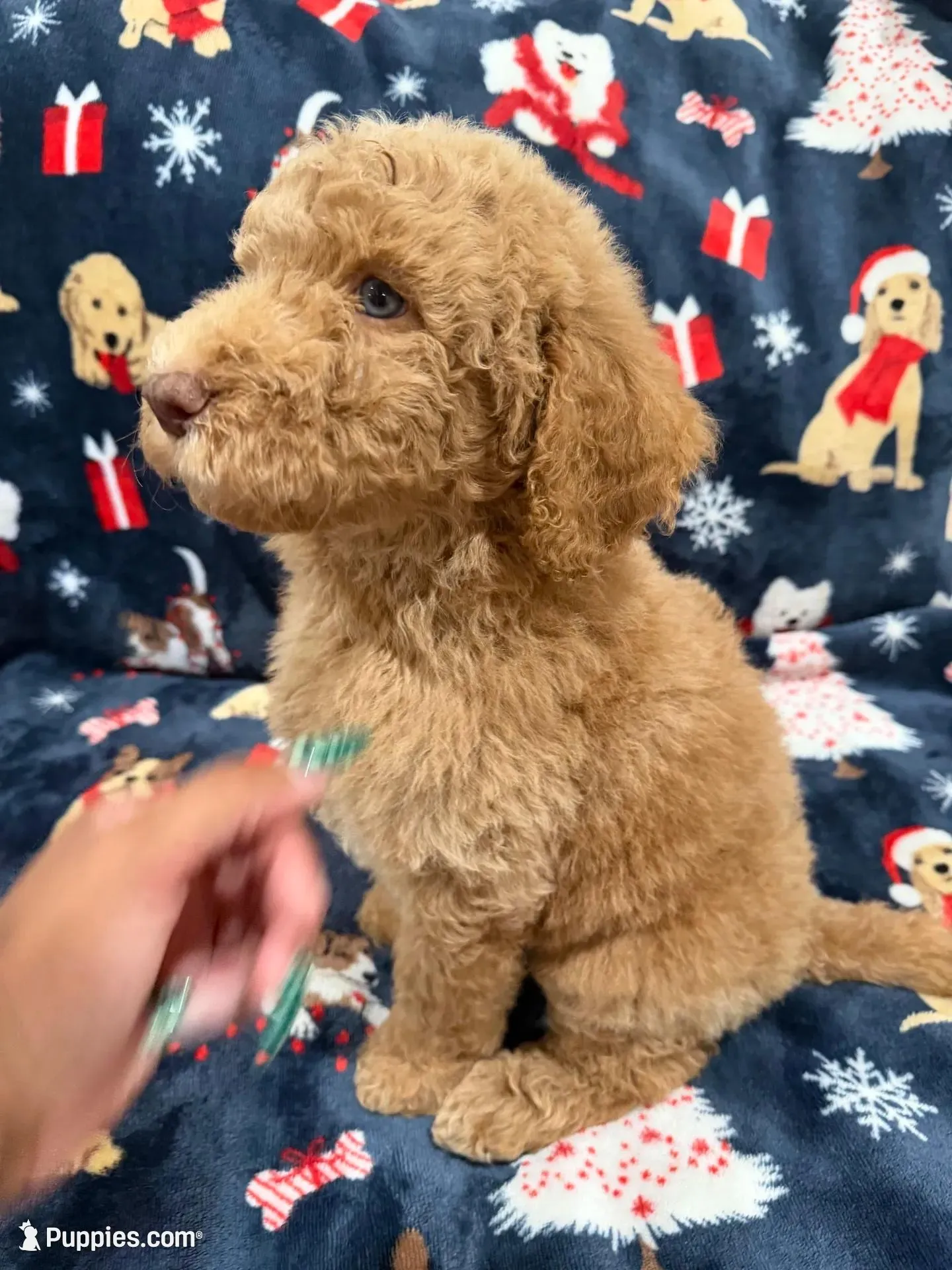 Coco, a male Labradoodle and Poodle - Standard  for sale in West Covina, CA – Photo 2 of 4