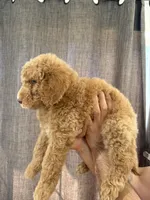 Coco, a male Labradoodle and Poodle - Standard  for sale in West Covina, CA – Photo 3 of 4