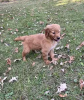 Chelsea , a female Golden Retriever for sale in Browerville, MN – 3 of 3