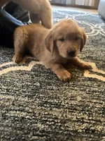 Geno, a male Golden Retriever for sale in Browerville, MN – 3 of 3