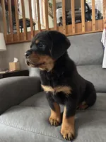 Jax, a male Rottweiler for sale in Browerville, MN – 2 of 3