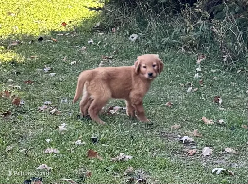 Chelsea  – Golden Retriever puppy for sale in Browerville, MN