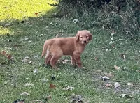 Chelsea , a female Golden Retriever for sale in Browerville, MN – 1 of 3