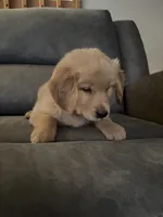 Geno, a male Golden Retriever for sale in Browerville, MN – 2 of 3