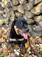 Bo, a male Rottweiler for sale in Browerville, MN – 3 of 5