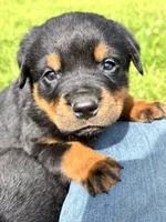 Sofia, a female Rottweiler for sale in Browerville, MN – 3 of 4