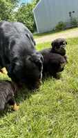 Sofia, a female Rottweiler for sale in Browerville, MN – 4 of 4
