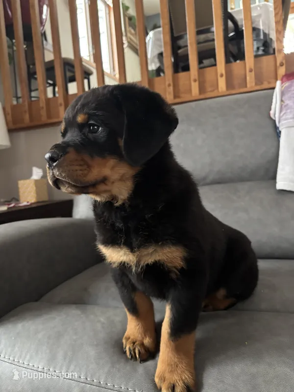 Jax – Rottweiler puppy for sale in Browerville, MN