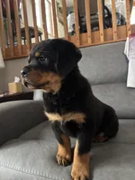 Jax, a male Rottweiler for sale in Browerville, MN – 1 of 3