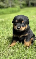 Sofia, a female Rottweiler for sale in Browerville, MN – 1 of 4