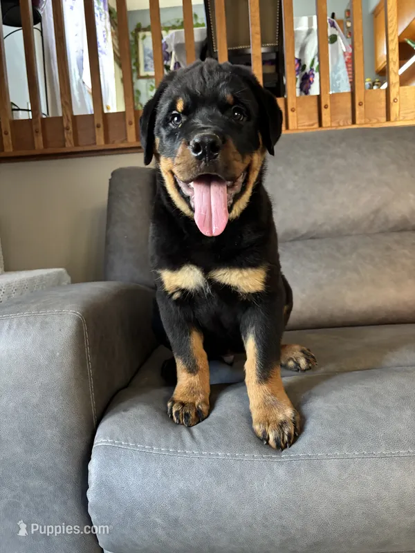 Bo – Rottweiler puppy for sale in Browerville, MN