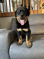 Bo, a male Rottweiler for sale in Browerville, MN – 1 of 5