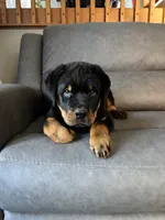 Bo, a male Rottweiler for sale in Browerville, MN – 2 of 5