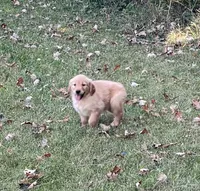 Tina, a female Golden Retriever for sale in Browerville, MN – 3 of 3