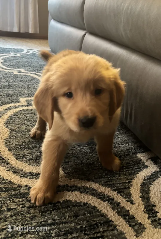 Geno – Golden Retriever puppy for sale in Browerville, MN