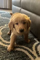 Geno, a male Golden Retriever for sale in Browerville, MN – 1 of 3