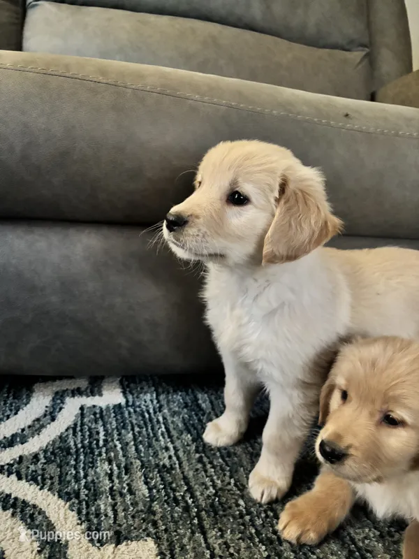 Tina – Golden Retriever puppy for sale in Browerville, MN