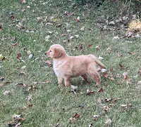 Tina, a female Golden Retriever for sale in Browerville, MN – 2 of 3