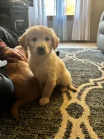 Suzy, a female Golden Retriever for sale in Browerville, MN – 3 of 4