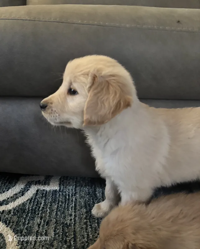 Jace – Golden Retriever puppy for sale in Browerville, MN