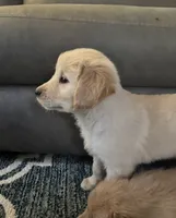 Jace, a male Golden Retriever for sale in Browerville, MN – 1 of 3